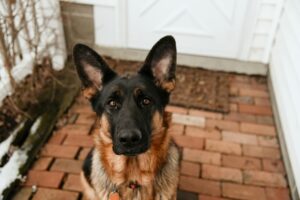 mon chien triste qui attend devant la porte