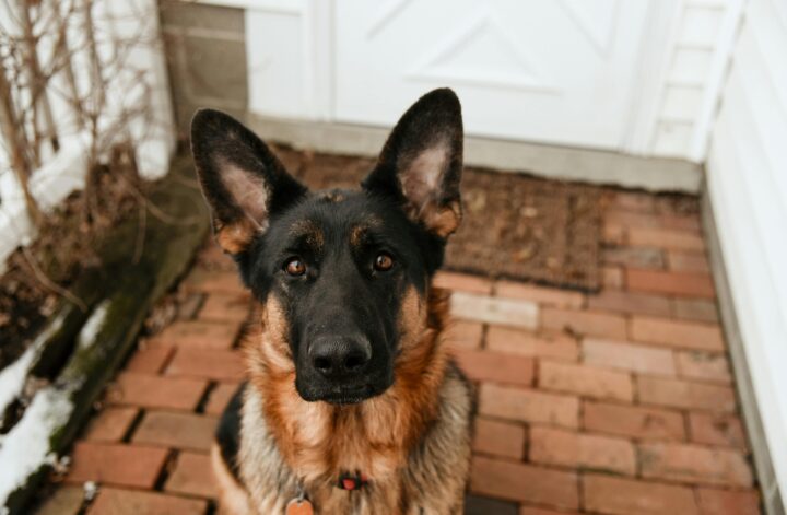 mon chien triste qui attend devant la porte